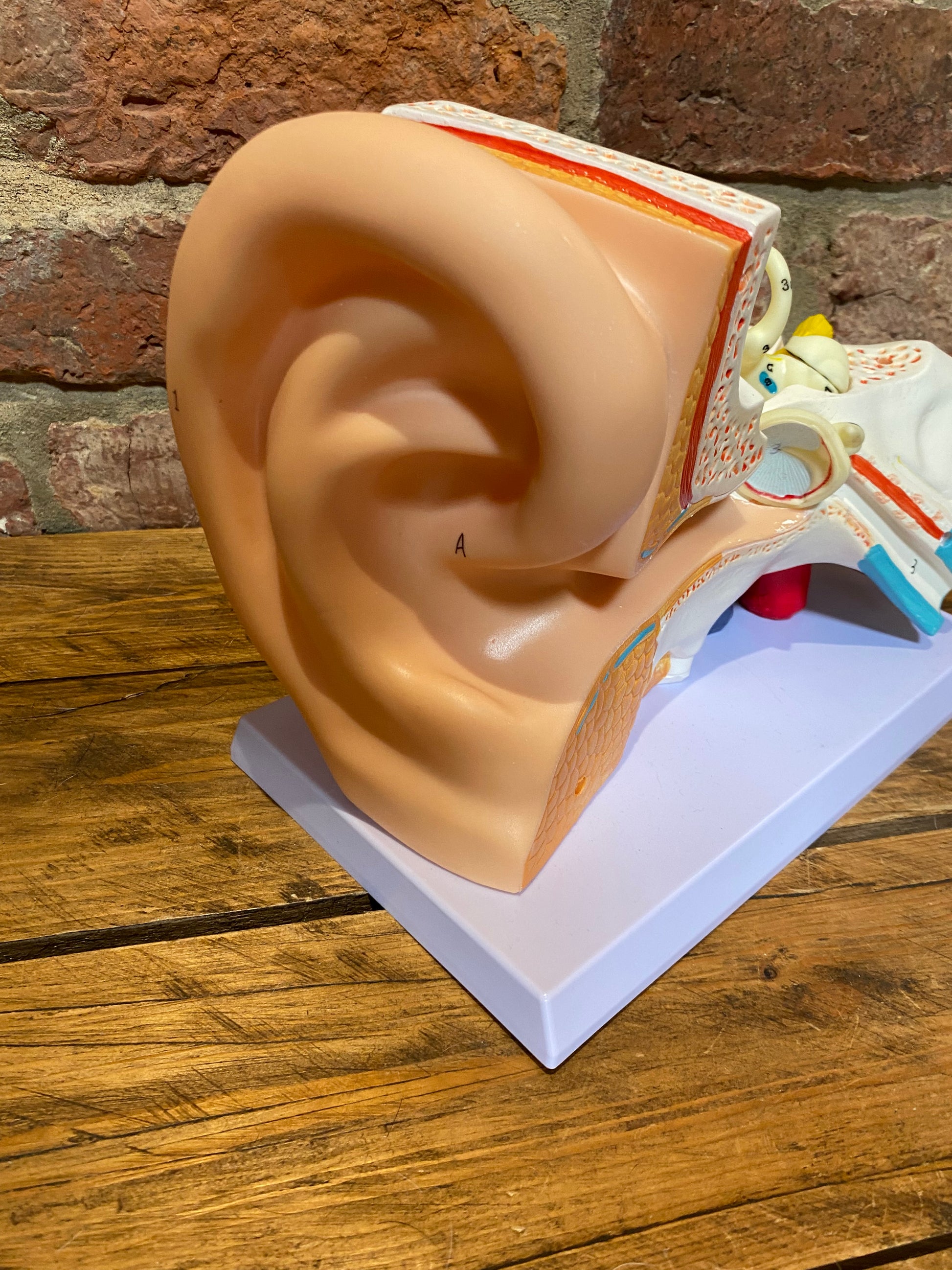 Create a talking point with this collectible anatomical ear – this statement piece exudes quirky home decor for sure.