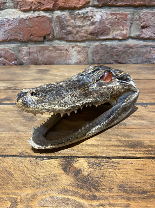 Taxidermy Crocodile head