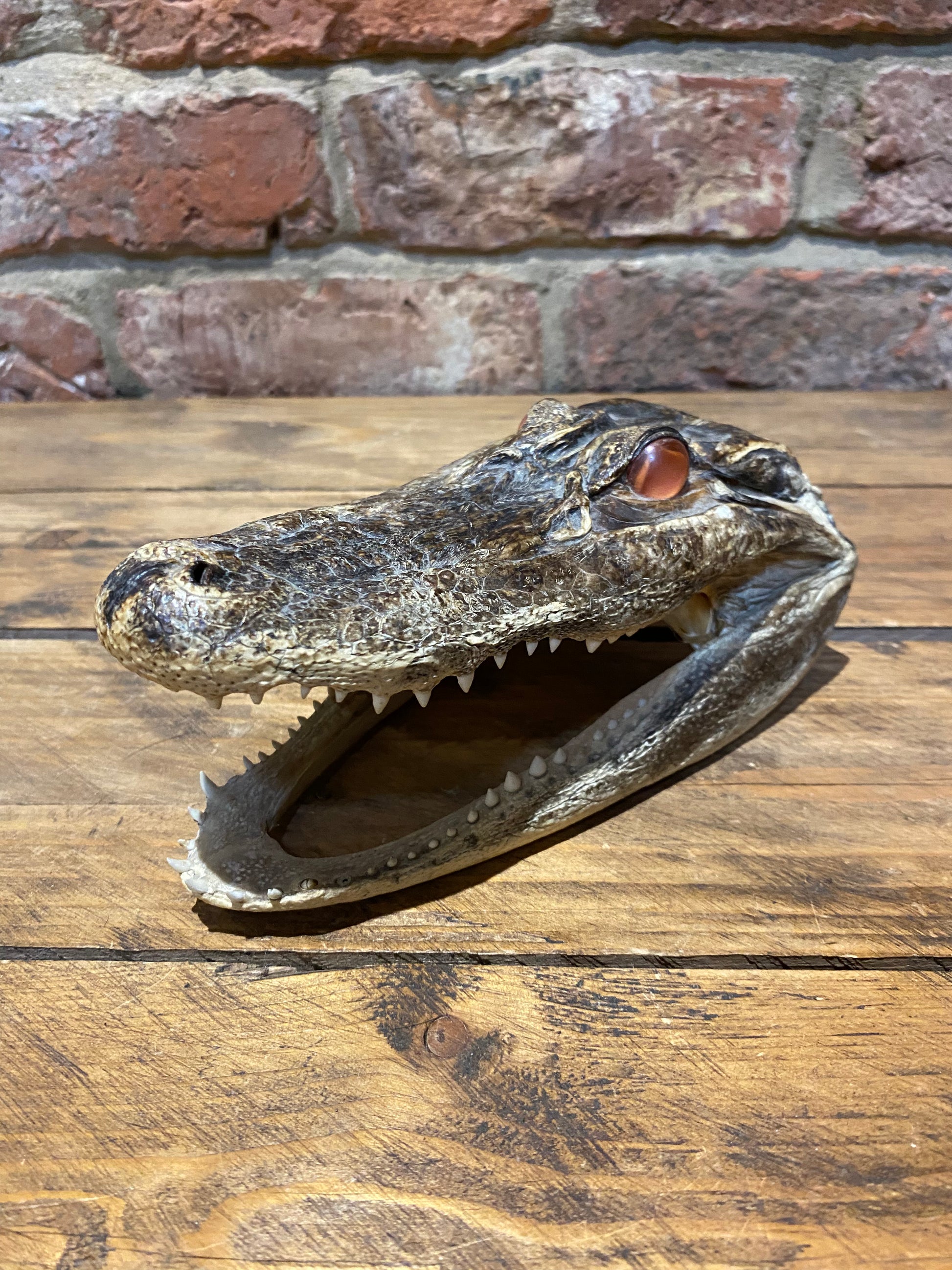 Authentic Crocodile Skull | Vintage Taxidermy Collectible | Junkaholic Vintage United Kingdom