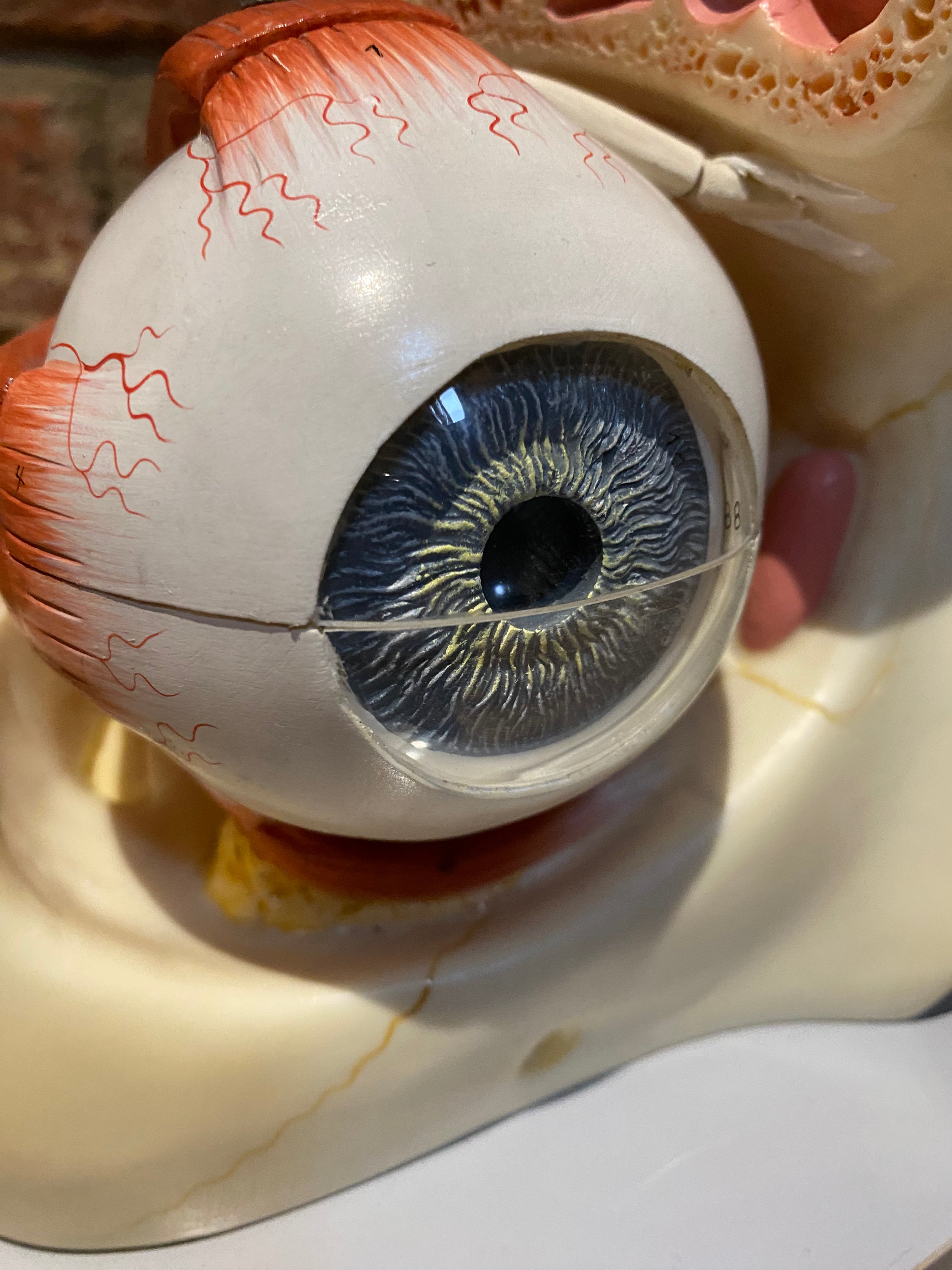 Vintage Adam Rouilly Cutaway Eyeball Model