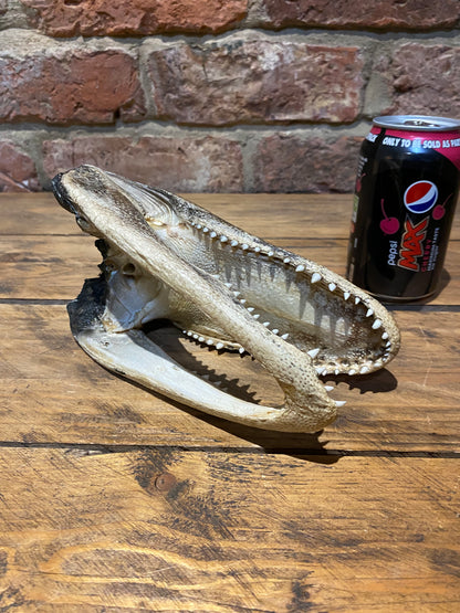 Authentic Crocodile Skull - Vintage Taxidermy Collectible view from underneath