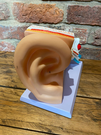 Anatomical Ear | Inner Ear Model
