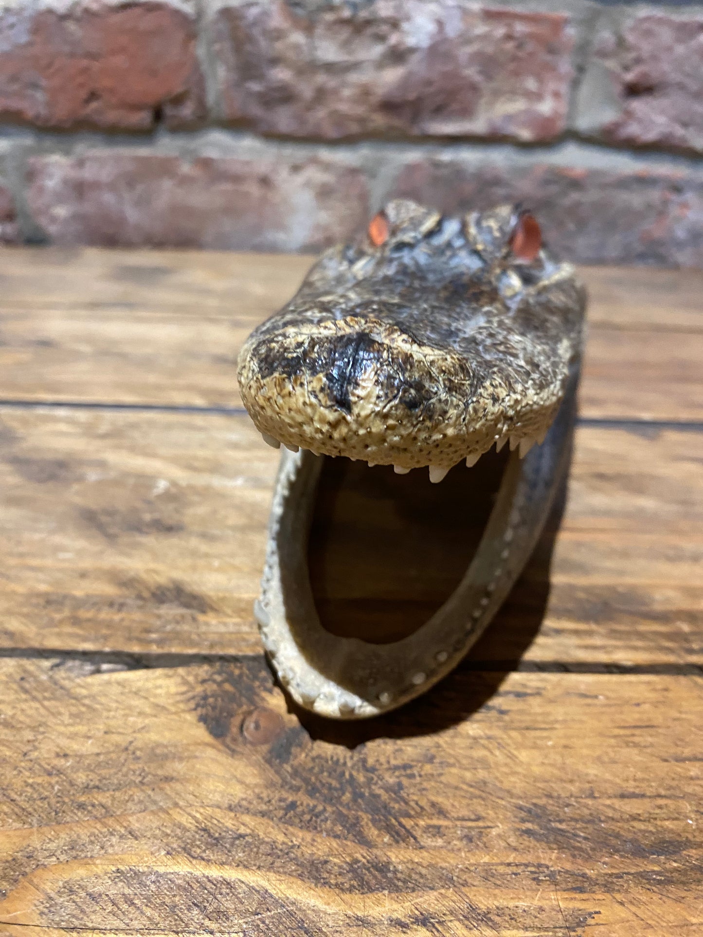 Authentic Crocodile Skull - Vintage Taxidermy Collectible view from the front