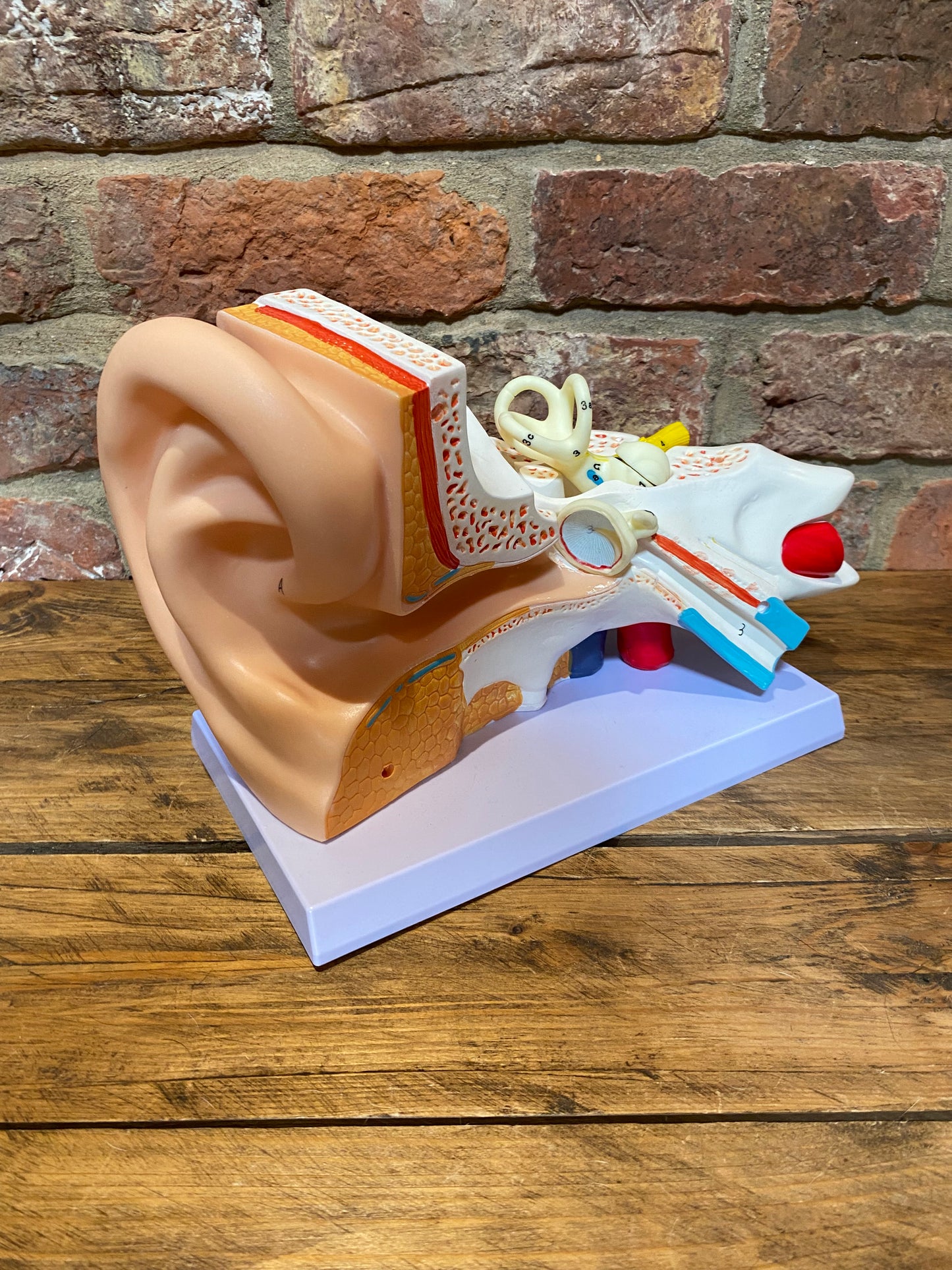 Create a talking point with this collectible anatomical ear – this statement piece exudes quirky home decor for sure.