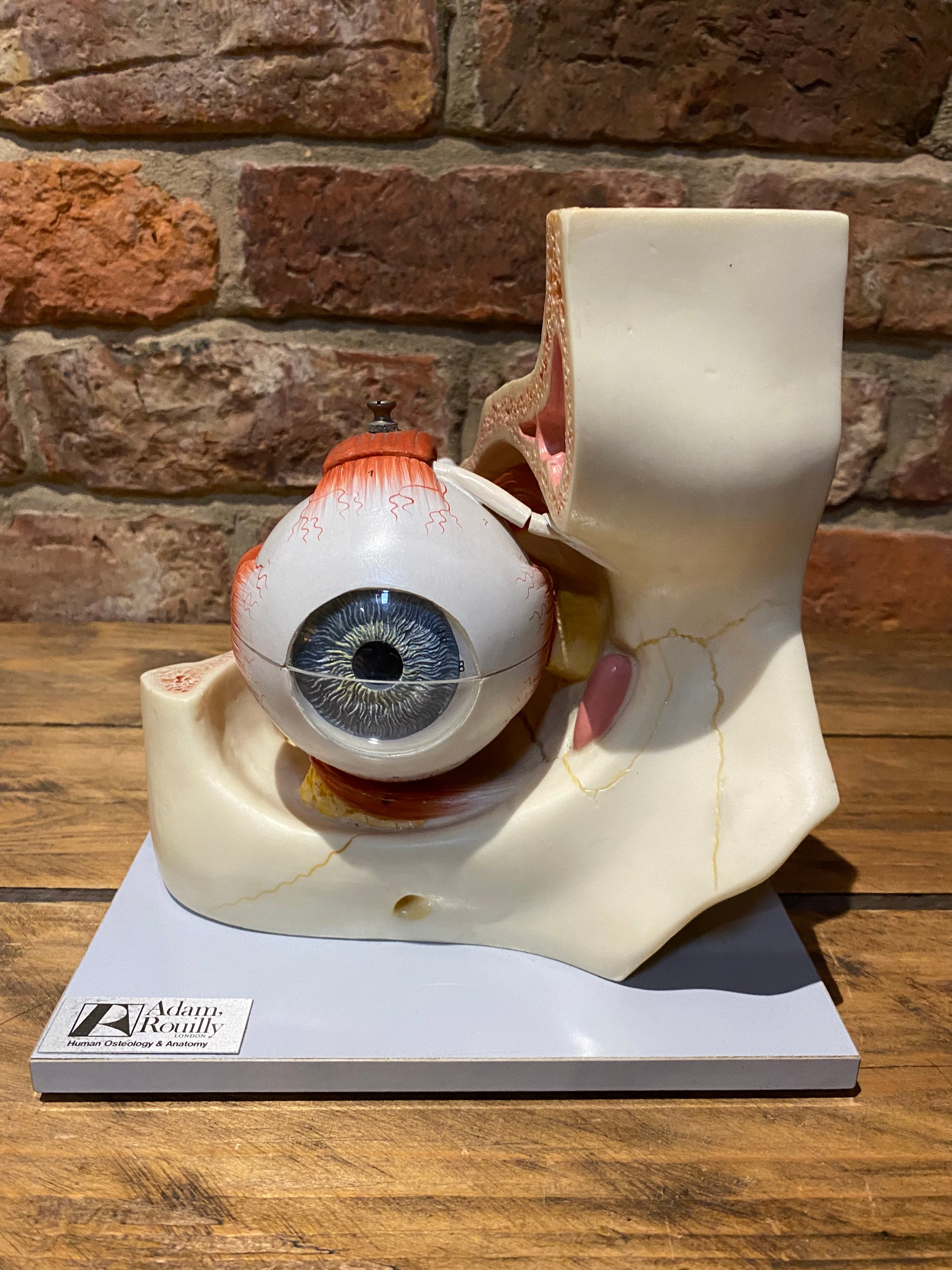 Vintage Adam Rouilly Cutaway Eyeball Model