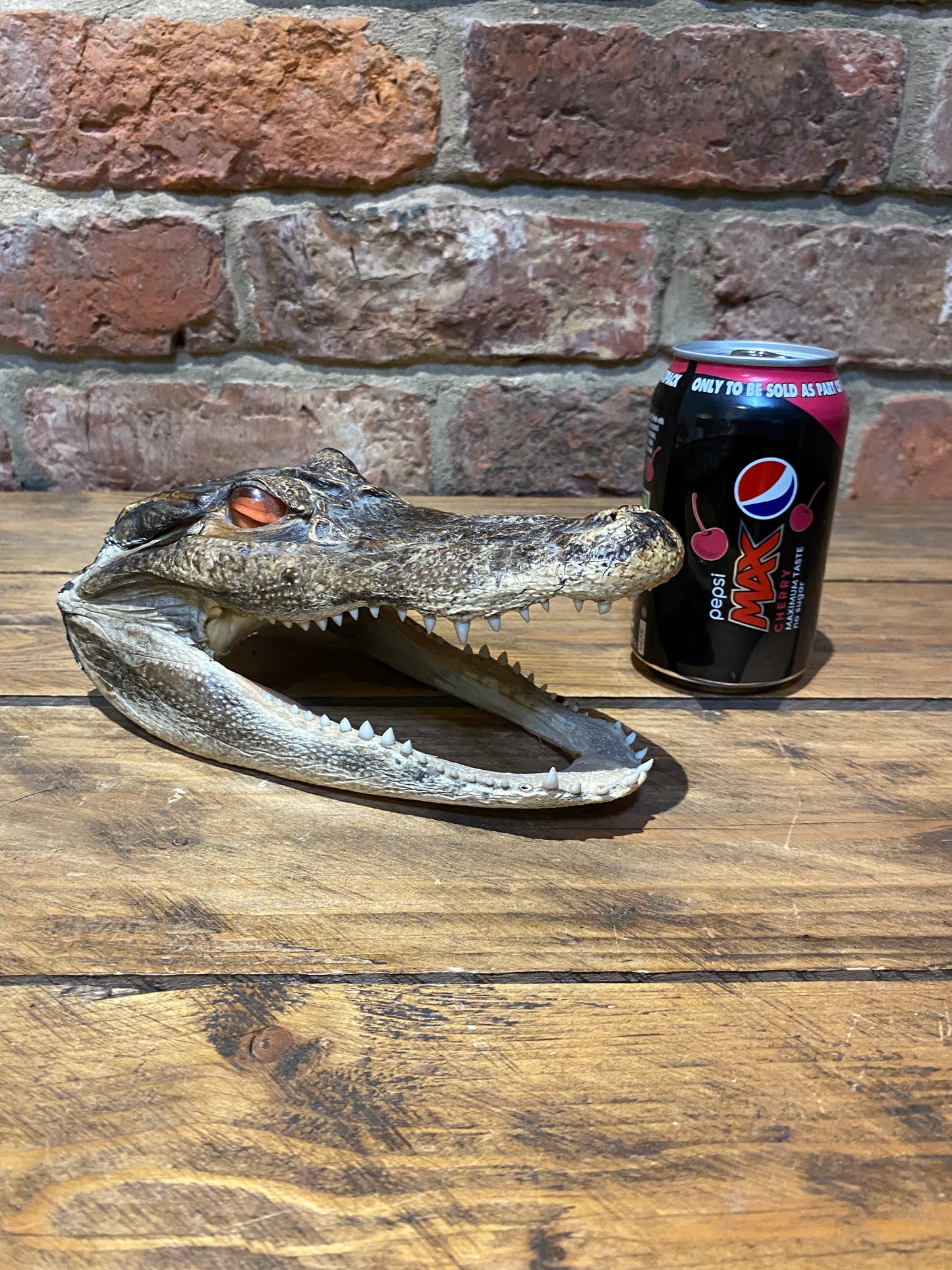 Authentic Crocodile Skull - Vintage Taxidermy Collectible view with a can of drink for scale