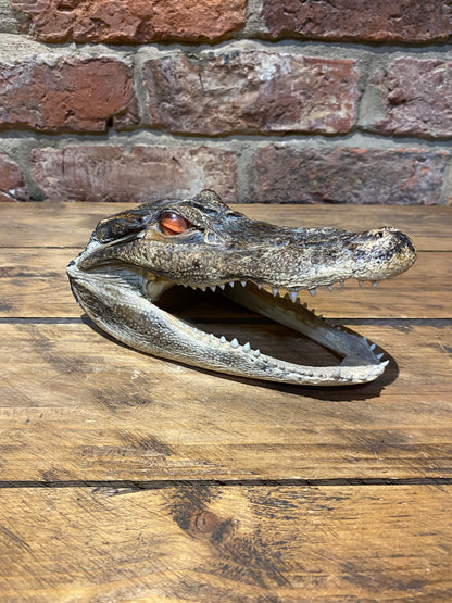 Authentic Crocodile Skull - Vintage Taxidermy Collectible view from the right side