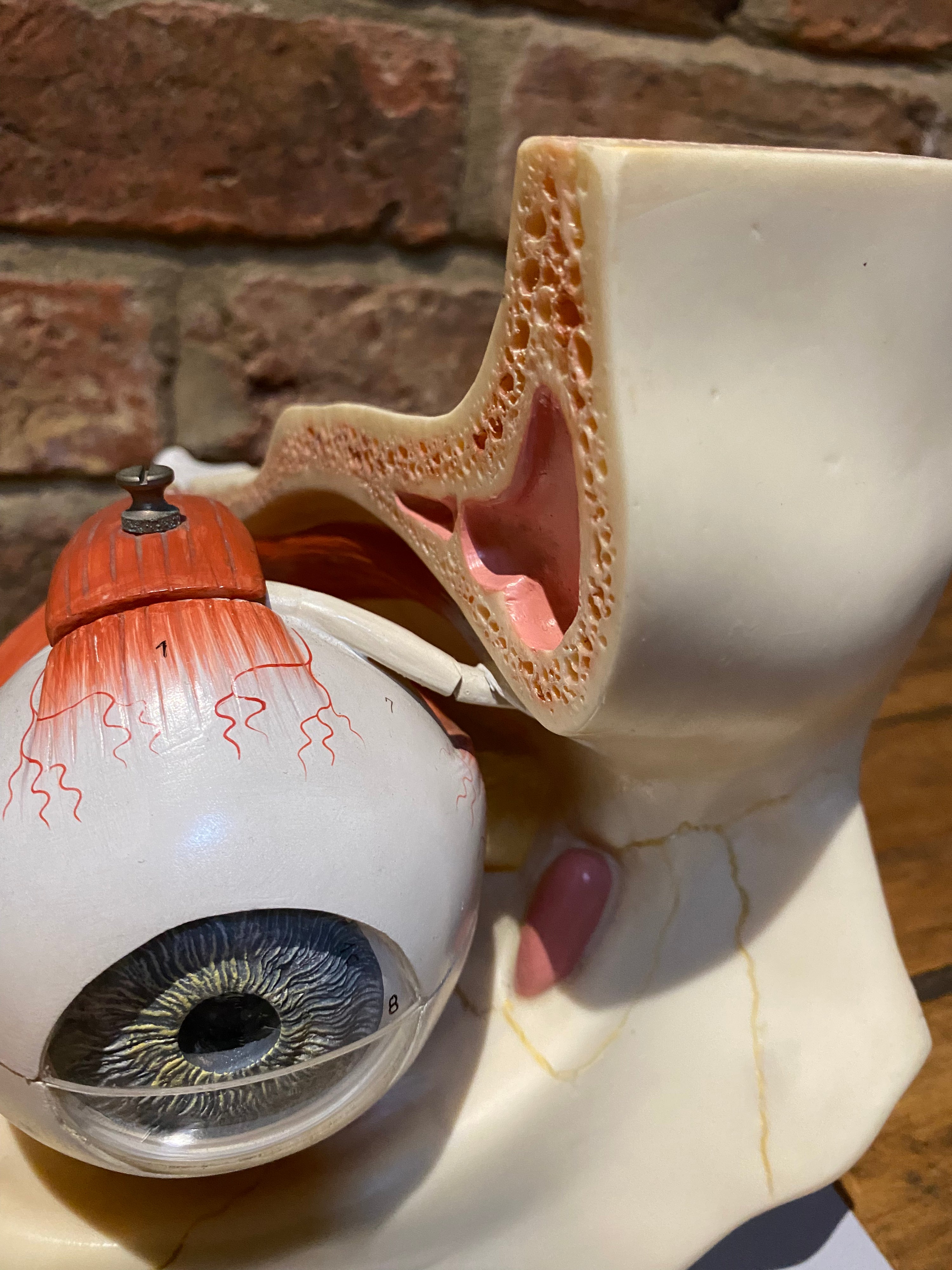 Vintage Adam Rouilly Cutaway Eyeball Model